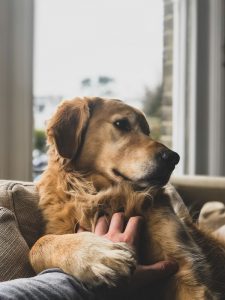 Asthma in Pets