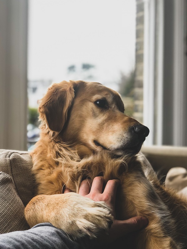 Asthma in Pets