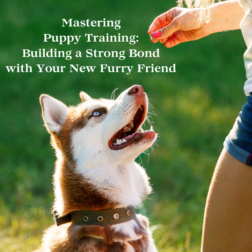 Mastering Puppy Training Building a Strong Bond with Your New Furry Friend