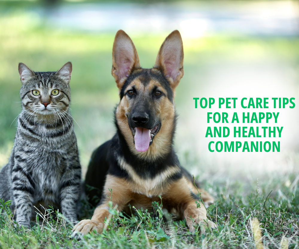 Top Pet Care Tips for a Happy and Healthy Companion