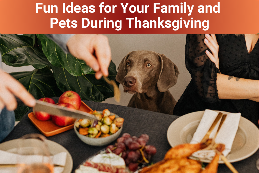 Fun Ideas for Your Family and Pets During Thanksgiving New